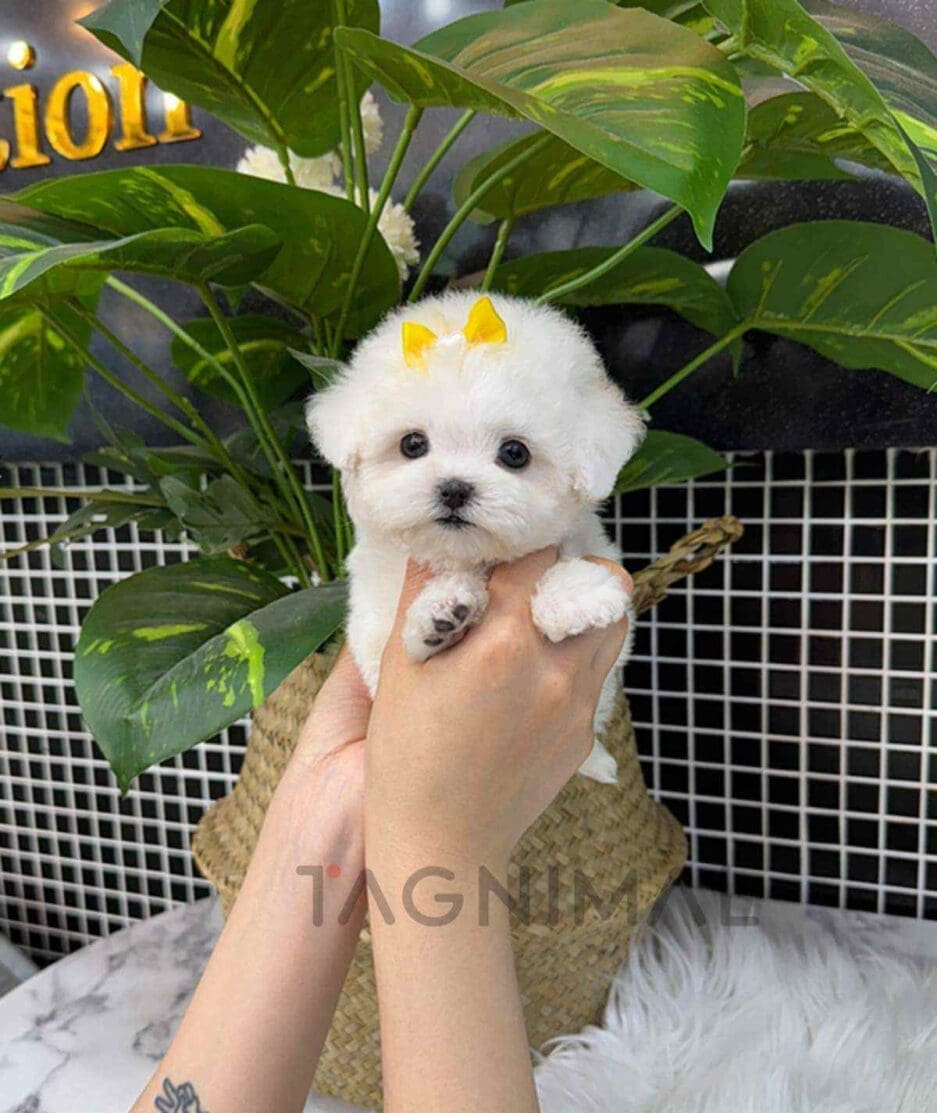 Bichon puppy for sale, dog for sale at Tagnimal