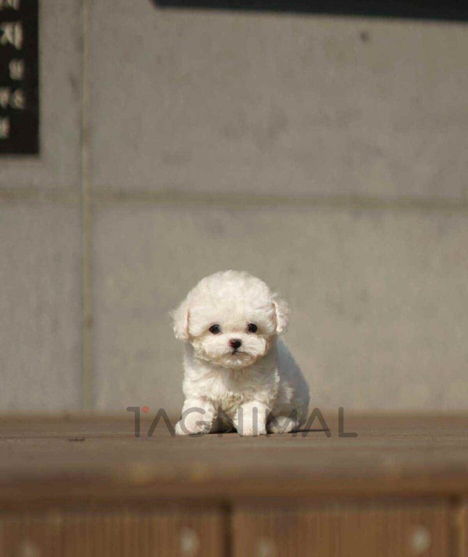 Bichon puppy for sale, dog for sale at Tagnimal