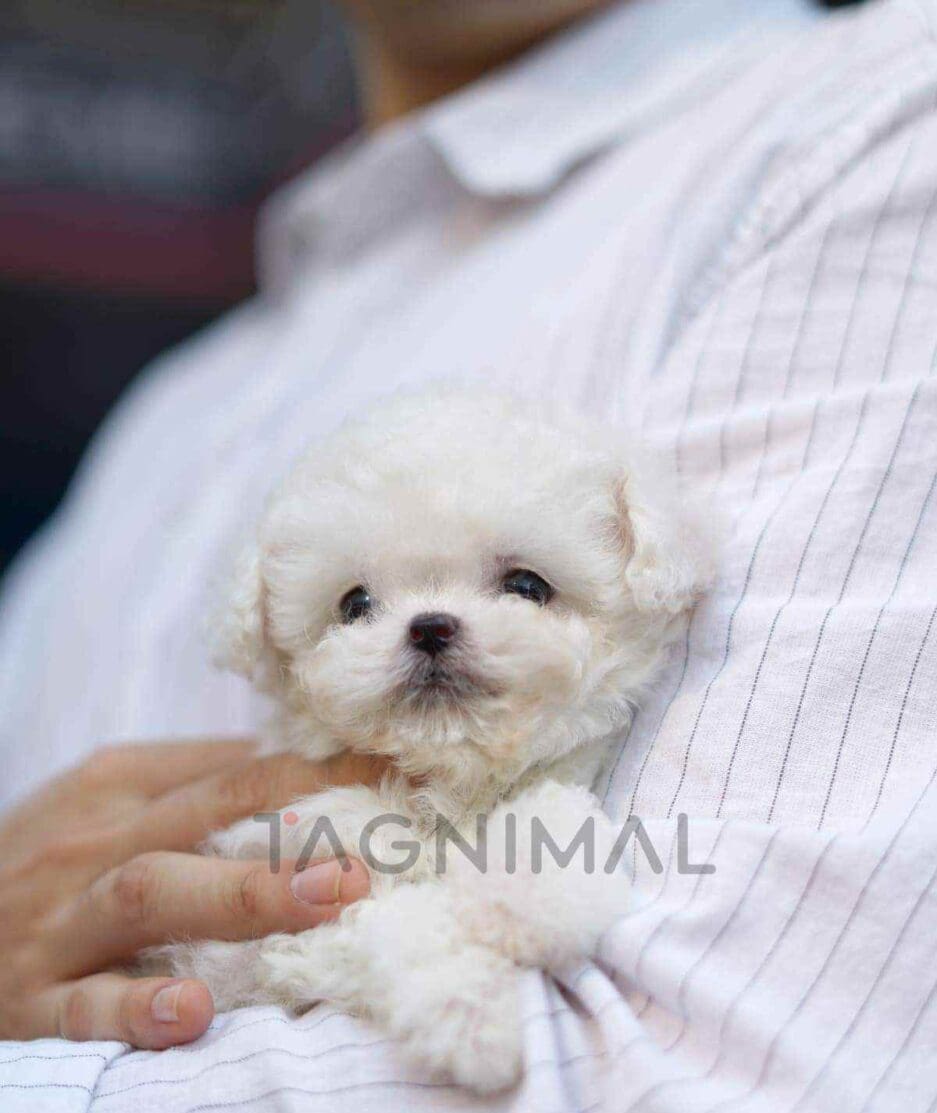 Bichon puppy for sale, dog for sale at Tagnimal