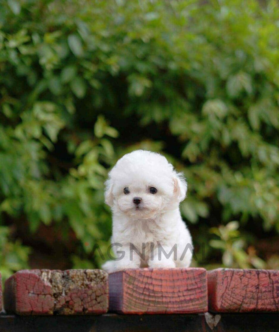 Bichon puppy for sale, dog for sale at Tagnimal