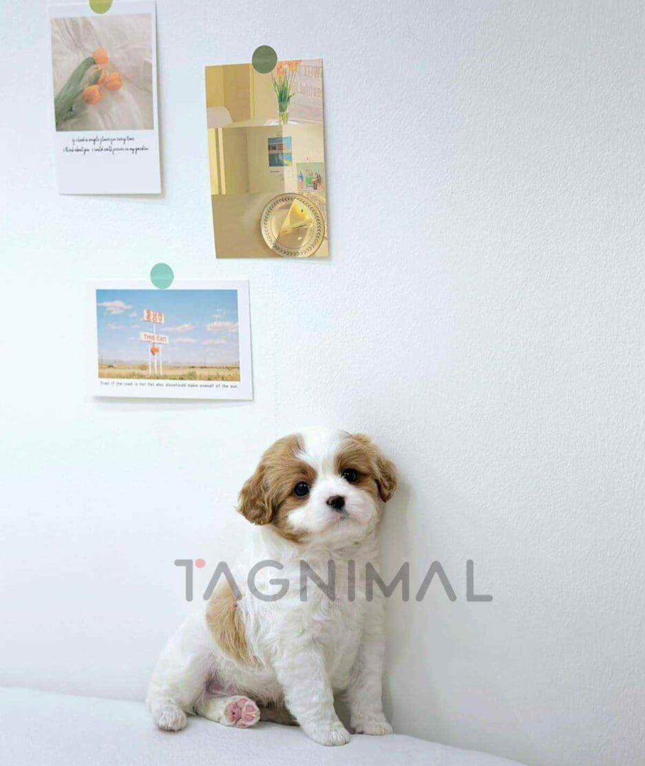 Cavapoo puppy for sale, dog for sale at Tagnimal