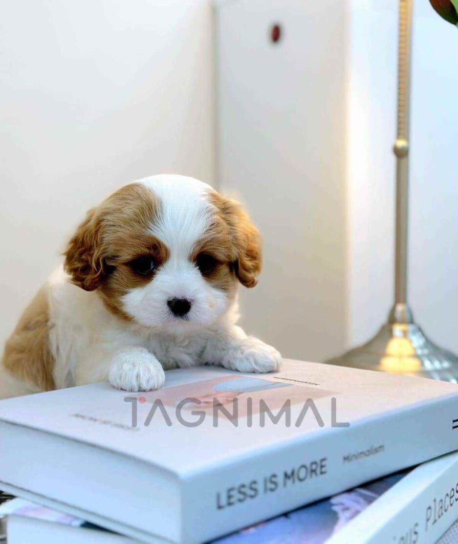 Cavapoo puppy for sale, dog for sale at Tagnimal