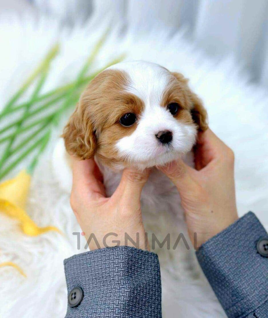 Cavapoo puppy for sale, dog for sale at Tagnimal