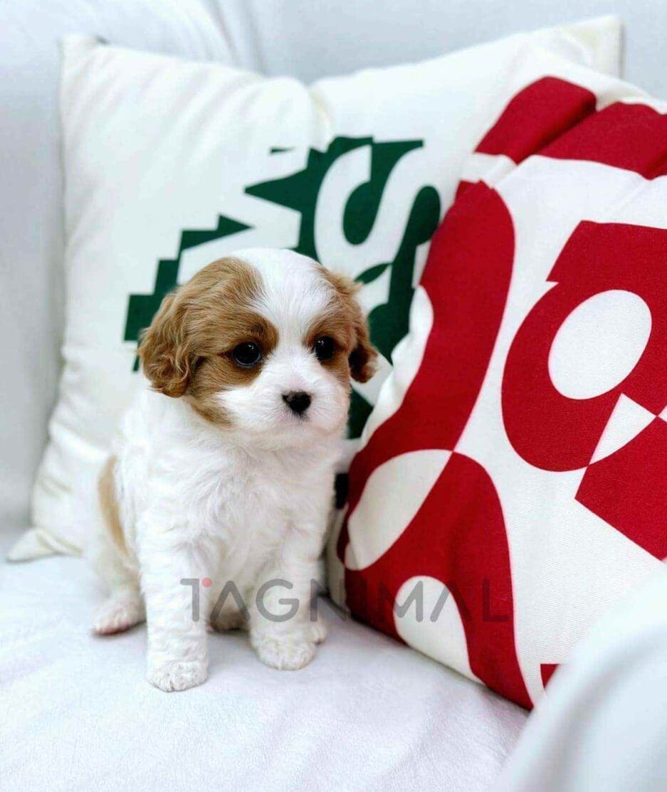 Cavapoo puppy for sale, dog for sale at Tagnimal