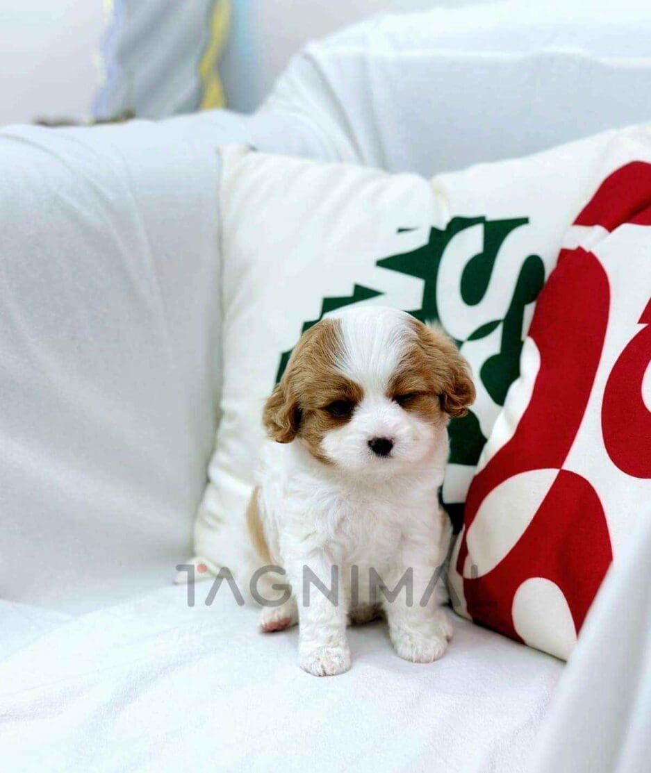 Cavapoo puppy for sale, dog for sale at Tagnimal