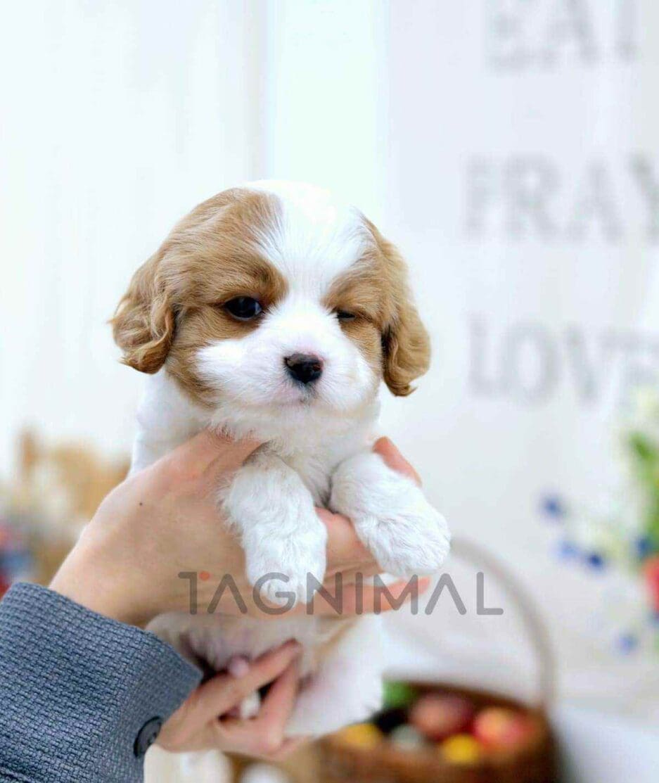 Cavapoo puppy for sale, dog for sale at Tagnimal