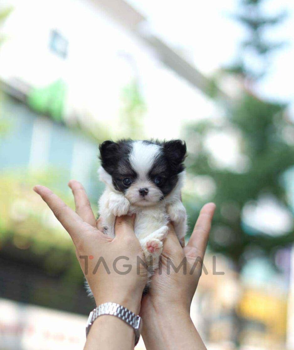 Chihuahua puppy for sale, dog for sale at Tagnimal