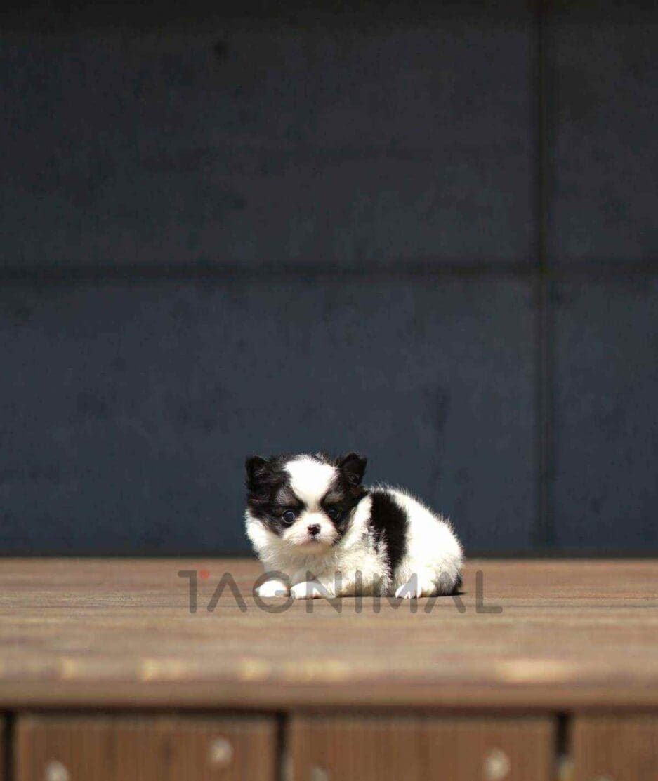 Chihuahua puppy for sale, dog for sale at Tagnimal