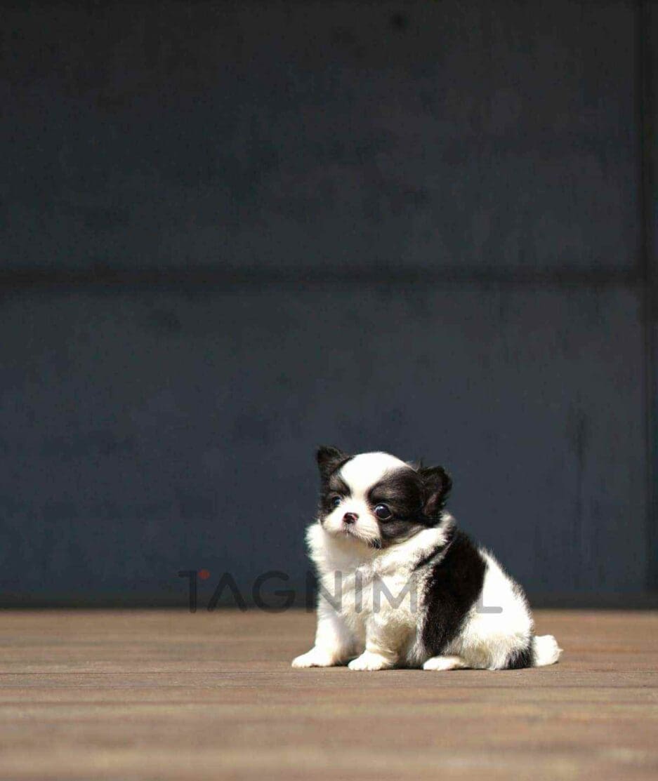 Chihuahua puppy for sale, dog for sale at Tagnimal