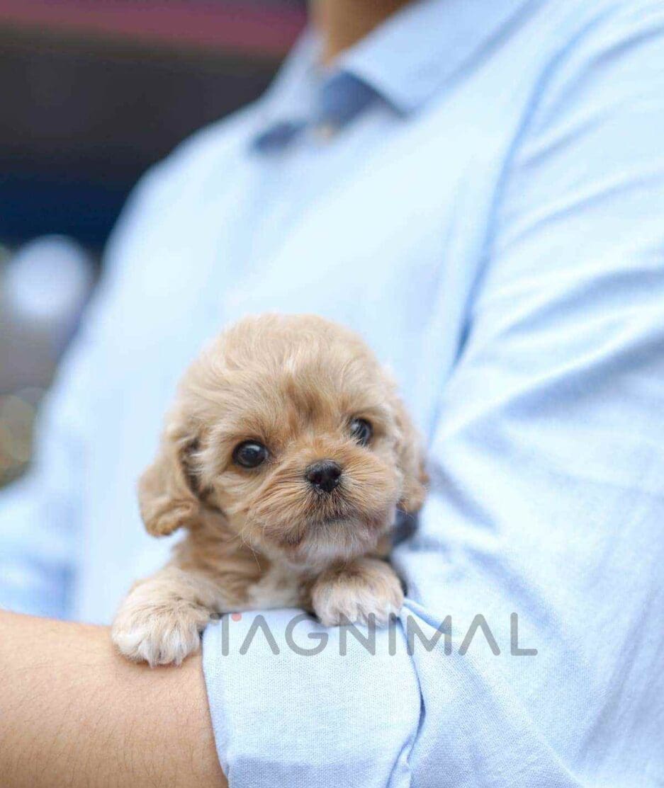 Cockapoo puppy for sale, dog for sale at Tagnimal