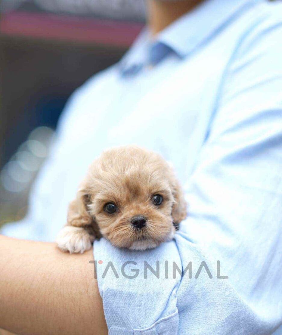 Cockapoo puppy for sale, dog for sale at Tagnimal