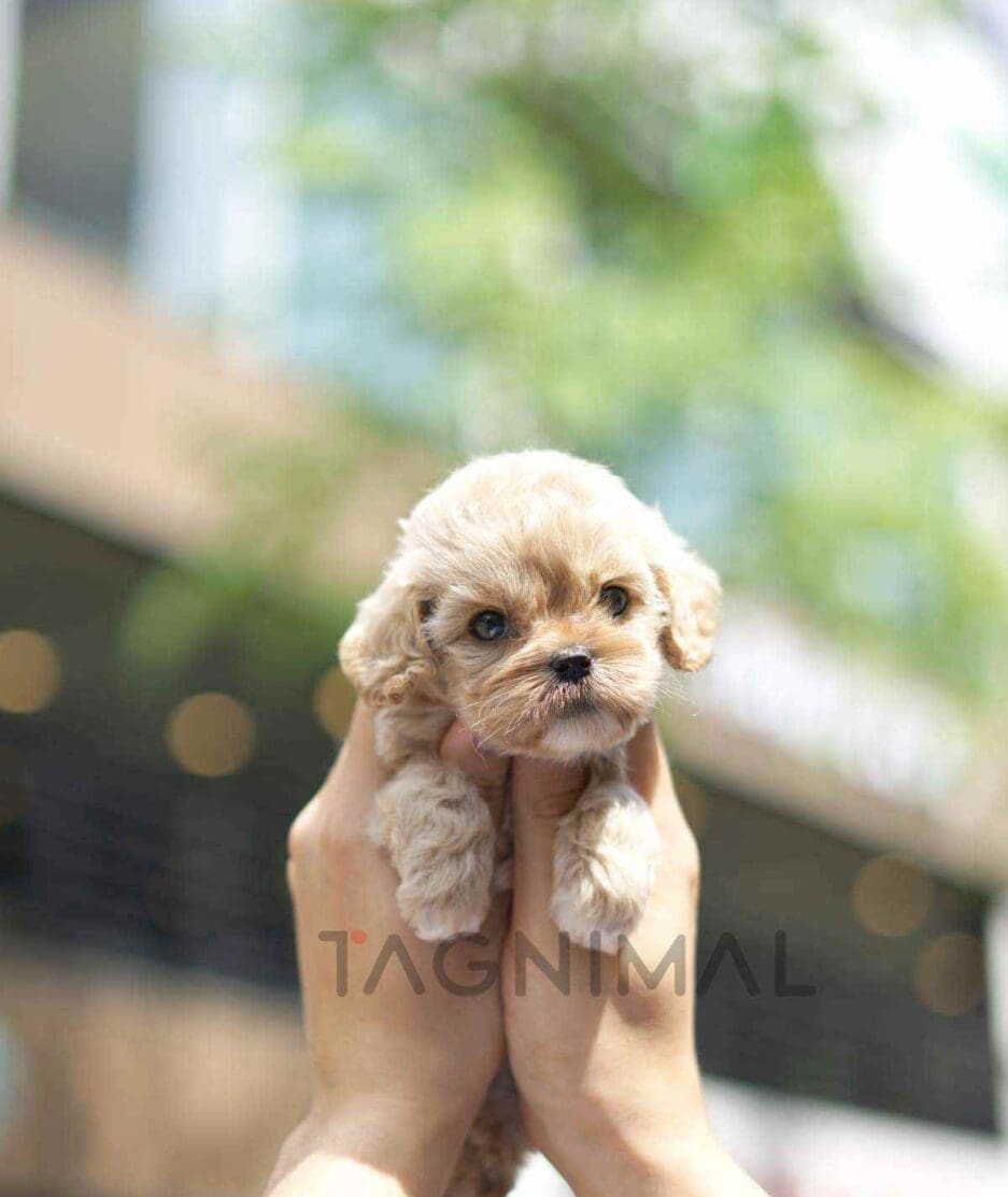 Cockapoo puppy for sale, dog for sale at Tagnimal