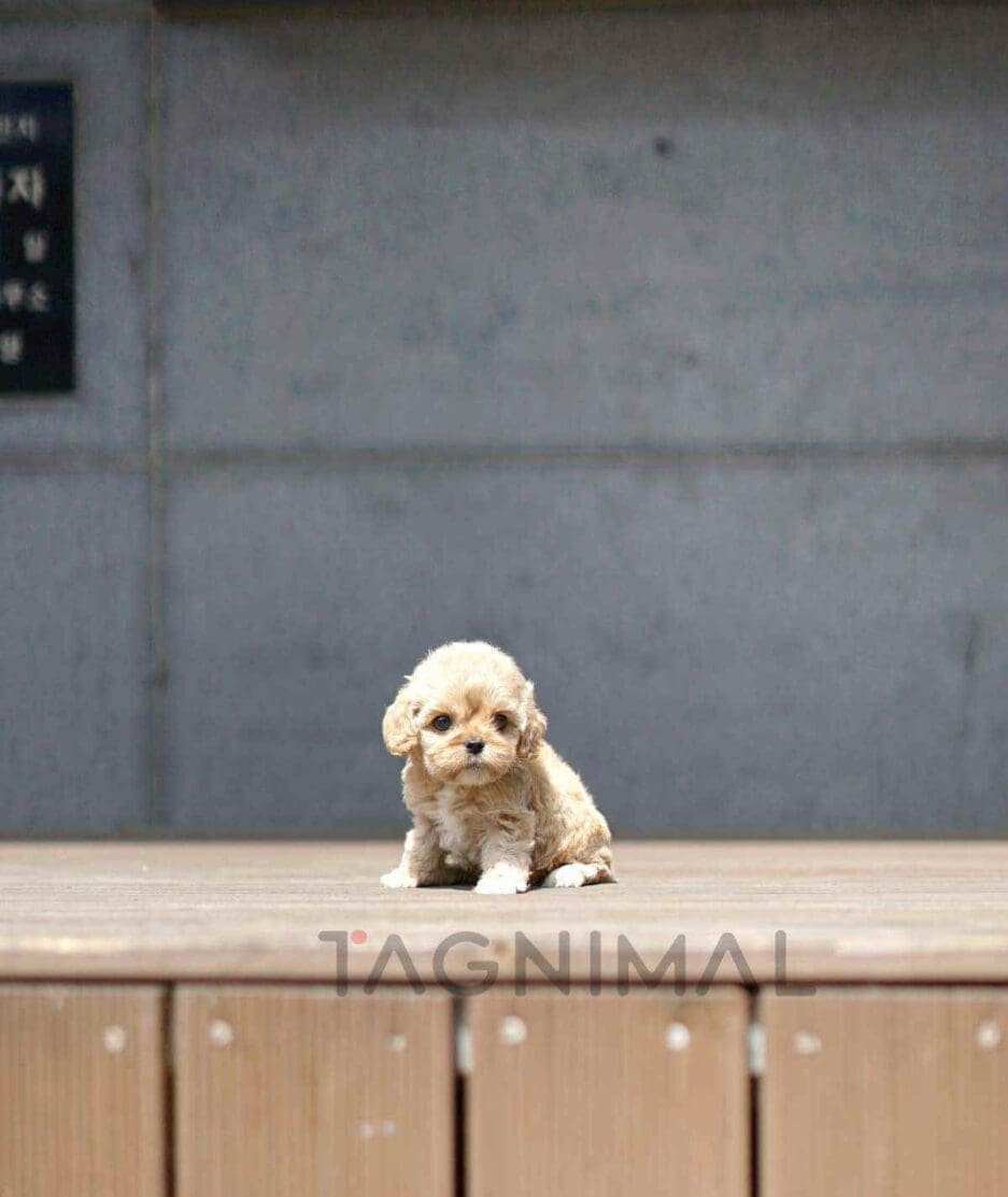 Cockapoo puppy for sale, dog for sale at Tagnimal