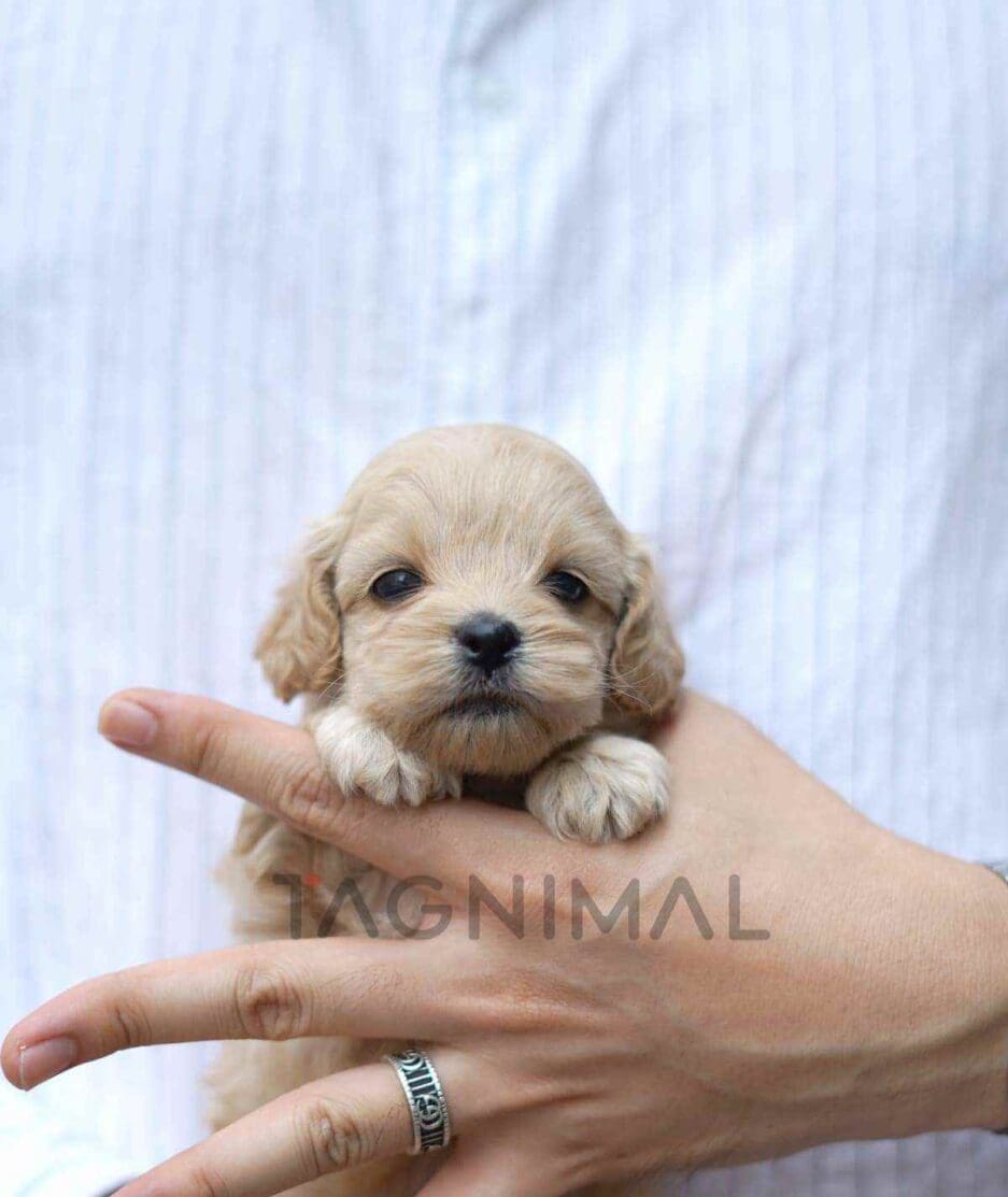 Cockapoo puppy for sale, dog for sale at Tagnimal