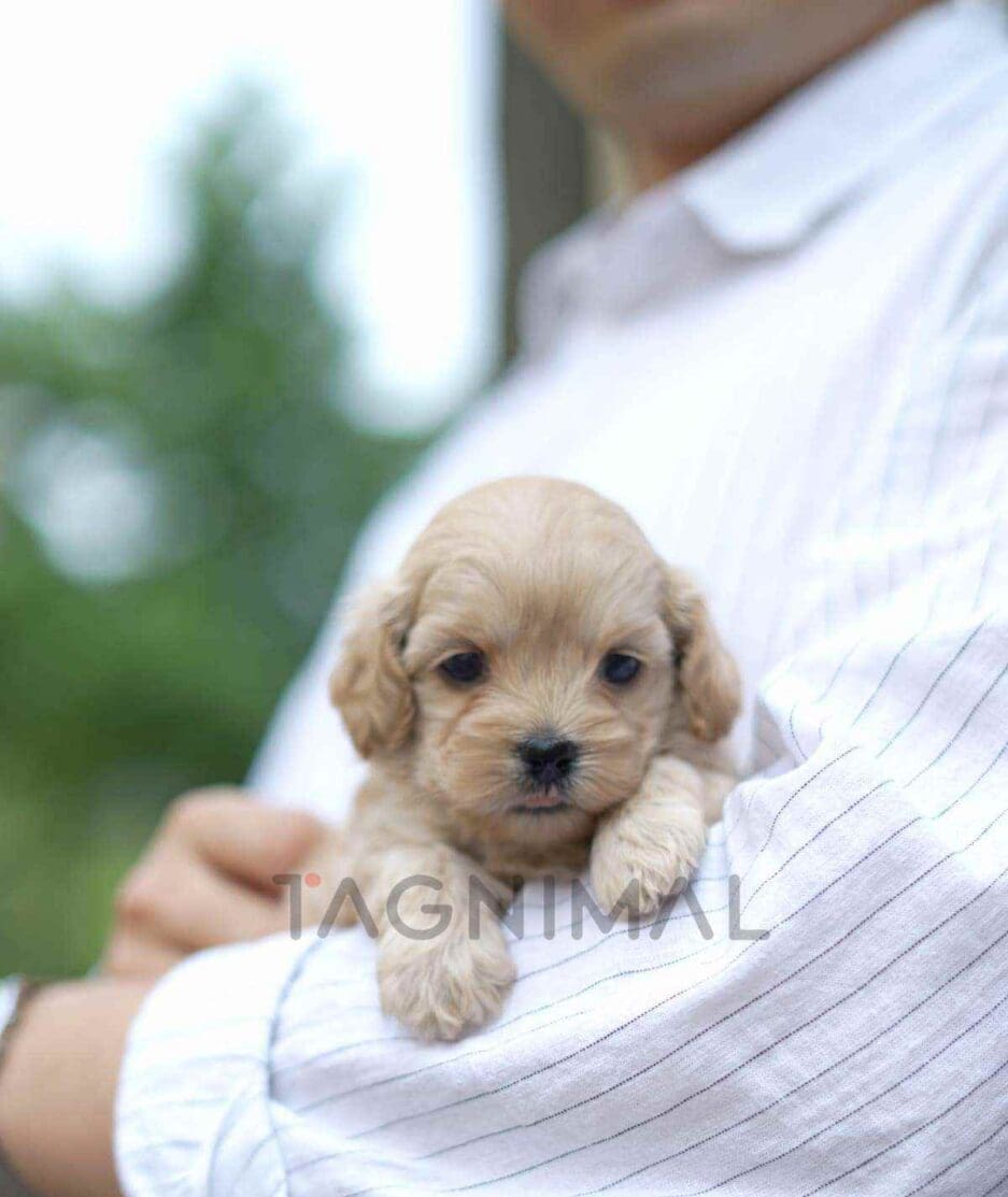 Cockapoo puppy for sale, dog for sale at Tagnimal