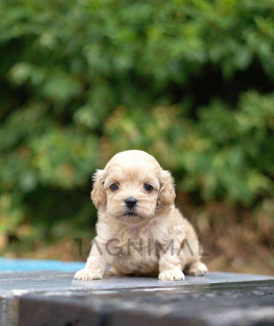 Cockapoo puppy for sale, dog for sale at Tagnimal