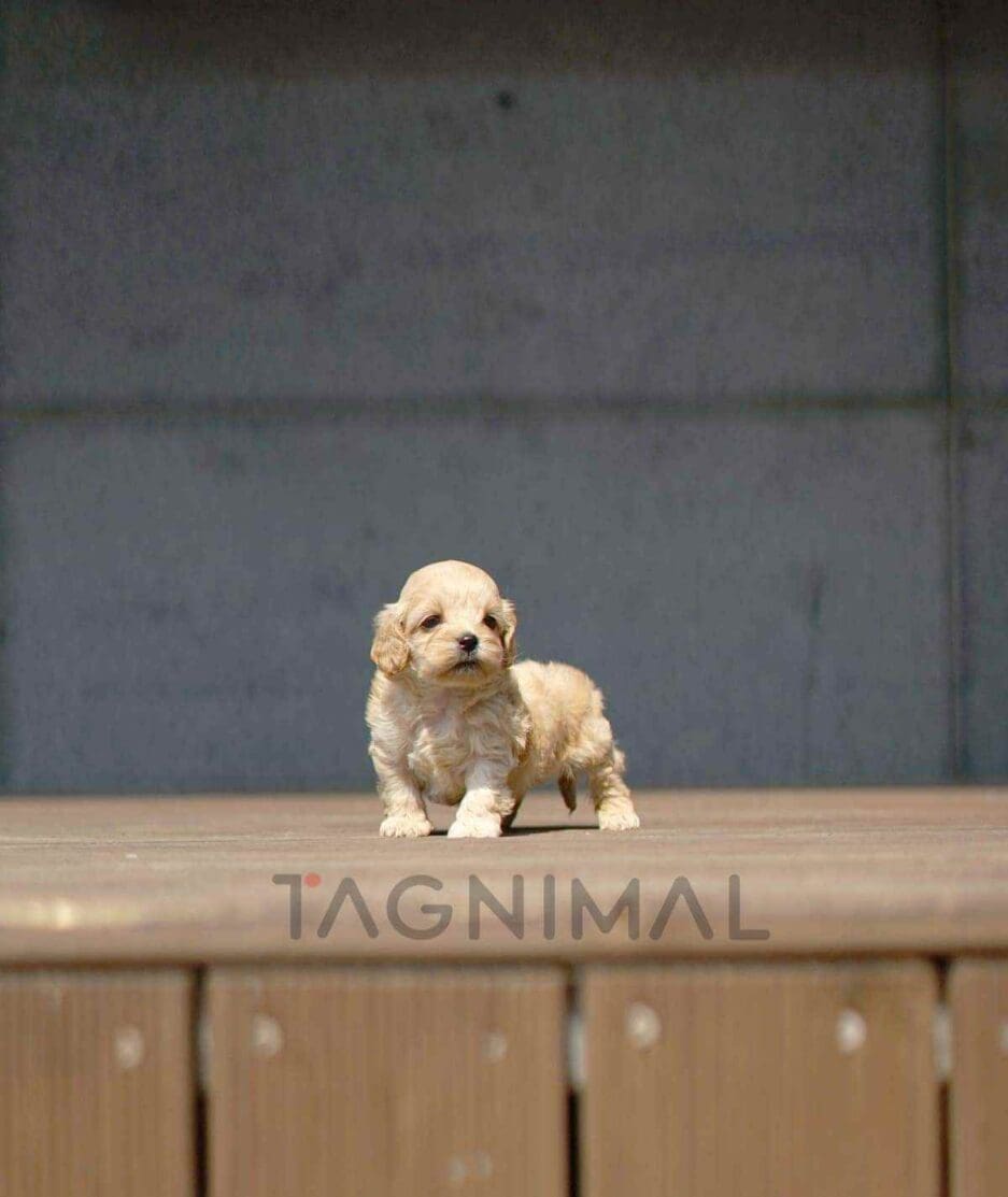 Cockapoo puppy for sale, dog for sale at Tagnimal