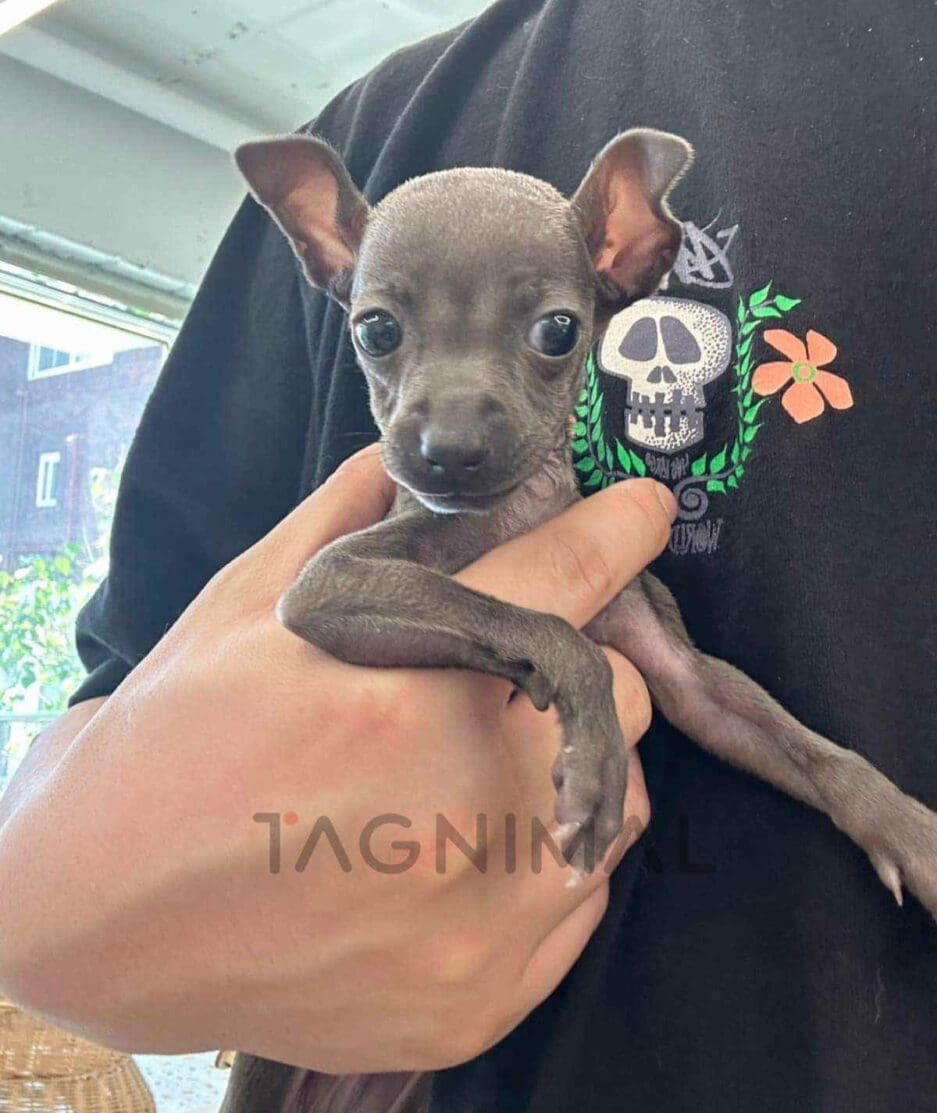 Italian Greyhound puppy for sale, dog for sale at Tagnimal