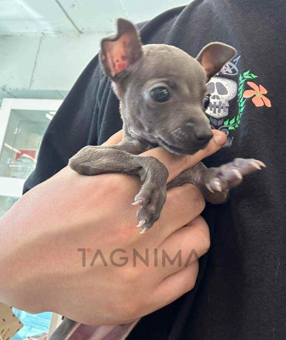 Italian Greyhound puppy for sale, dog for sale at Tagnimal