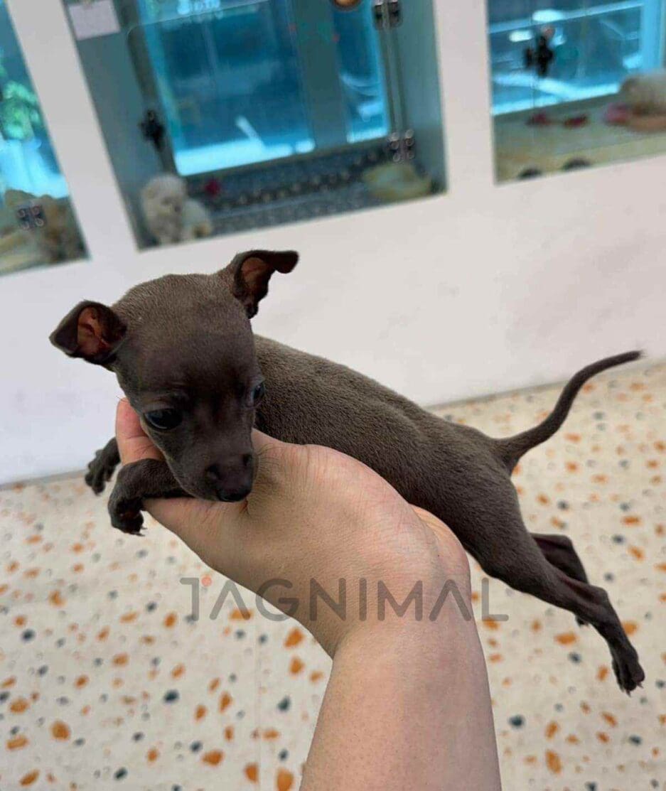 Italian Greyhound puppy for sale, dog for sale at Tagnimal