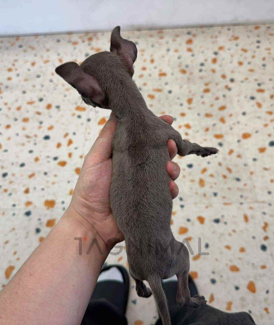 Italian Greyhound puppy for sale, dog for sale at Tagnimal