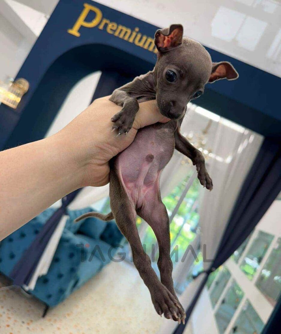 Italian Greyhound puppy for sale, dog for sale at Tagnimal