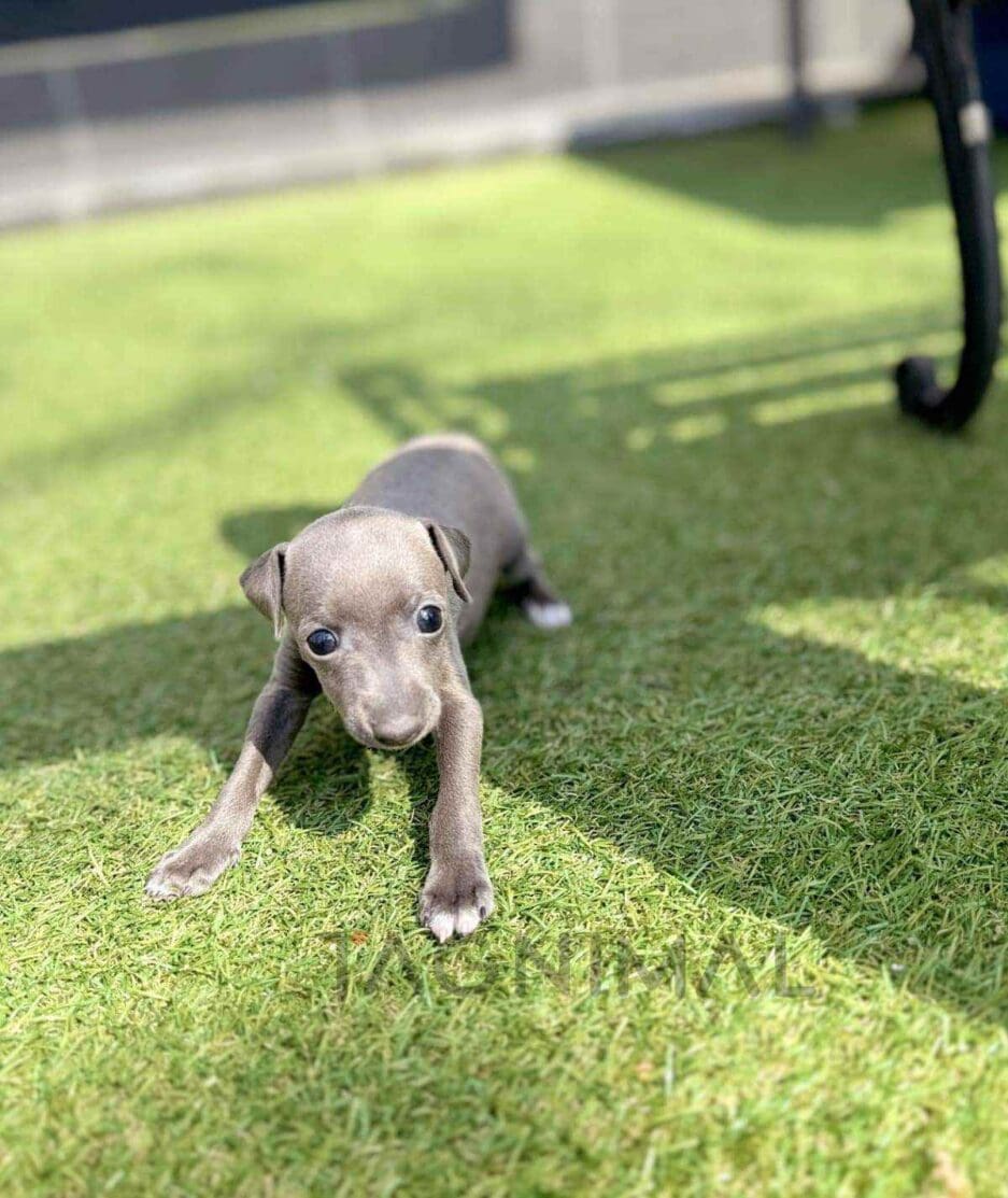 Italian Greyhound puppy for sale, dog for sale at Tagnimal