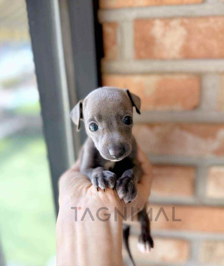 Italian Greyhound puppy for sale, dog for sale at Tagnimal