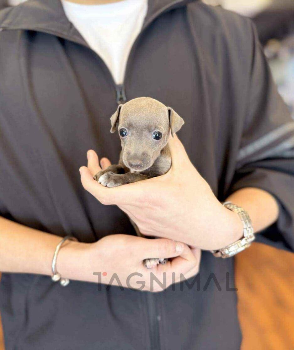 Italian Greyhound puppy for sale, dog for sale at Tagnimal