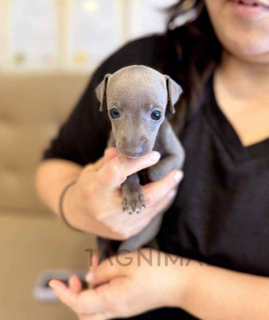 Italian Greyhound puppy for sale, dog for sale at Tagnimal