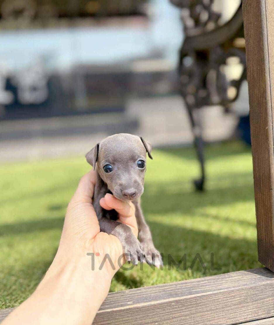 Italian Greyhound puppy for sale, dog for sale at Tagnimal