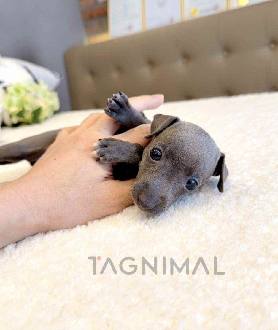 Italian Greyhound puppy for sale, dog for sale at Tagnimal