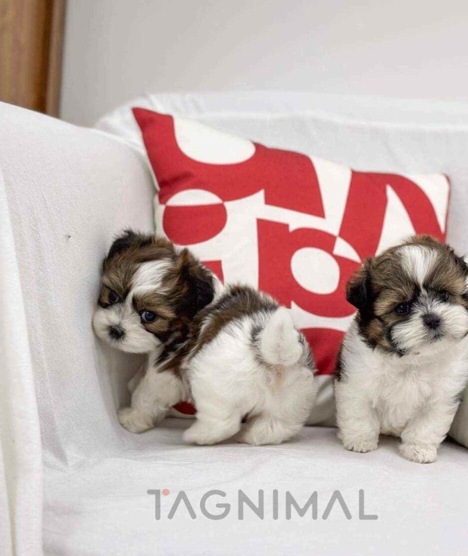 Malshi puppy for sale, dog for sale at Tagnimal