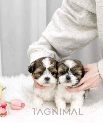 Malshi puppy for sale, dog for sale at Tagnimal