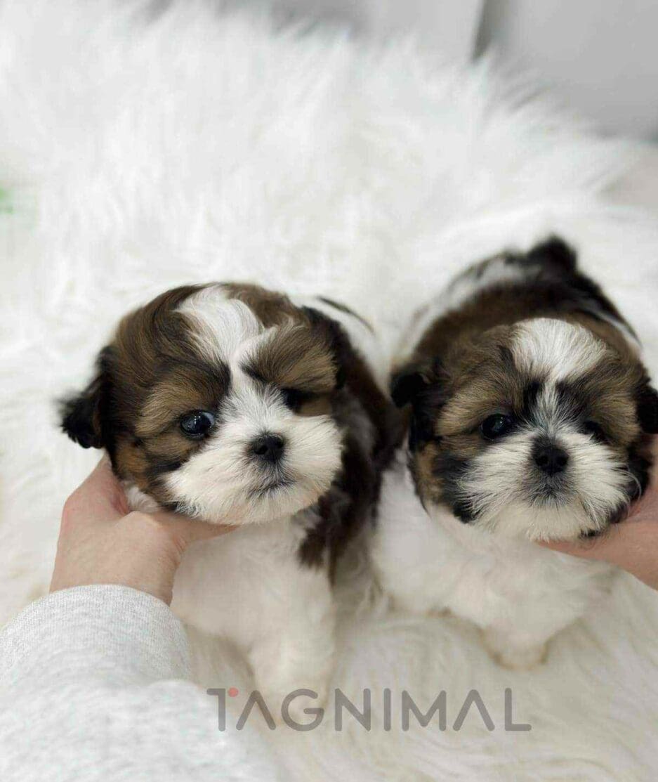 Malshi puppy for sale, dog for sale at Tagnimal