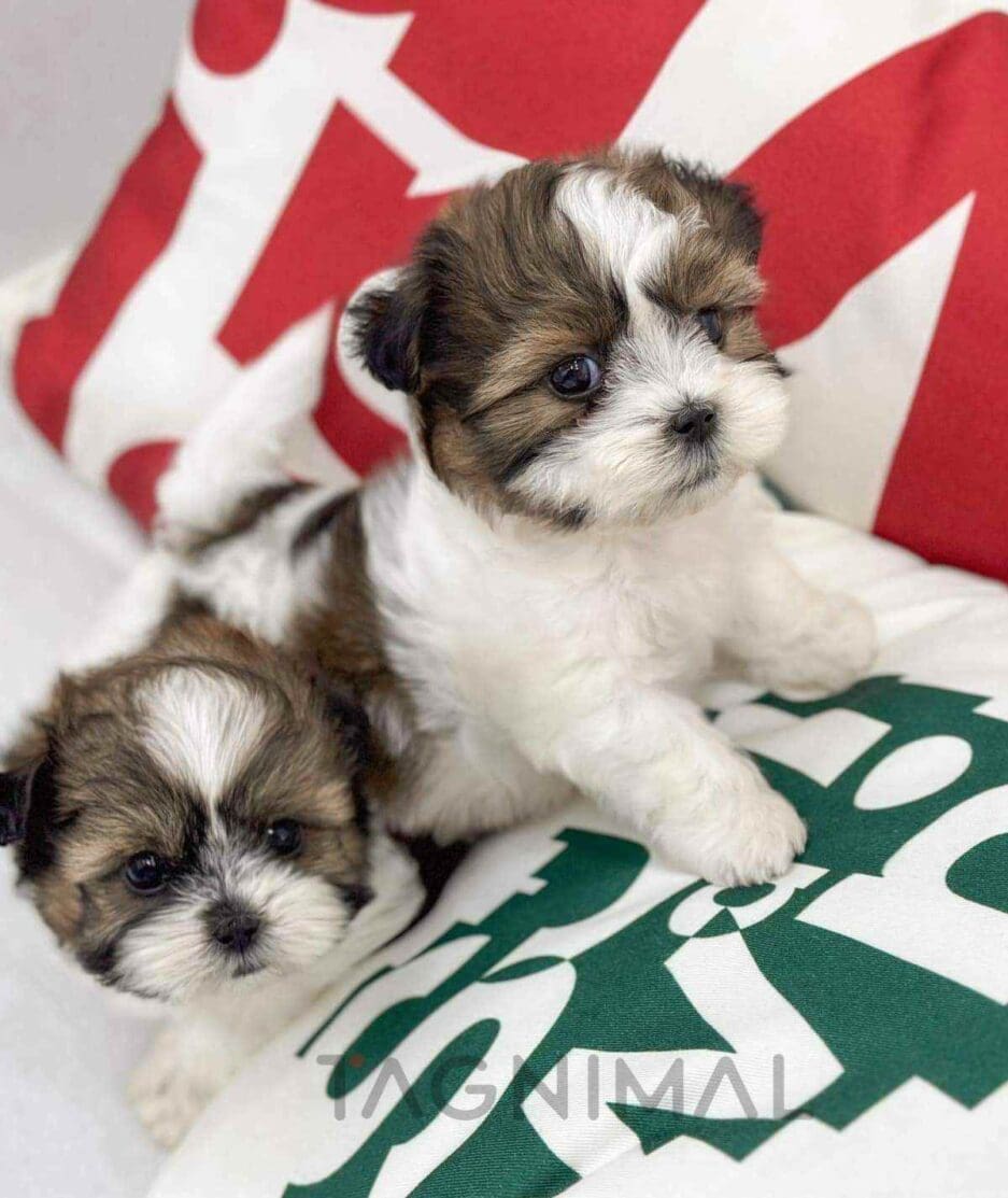 Malshi puppy for sale, dog for sale at Tagnimal