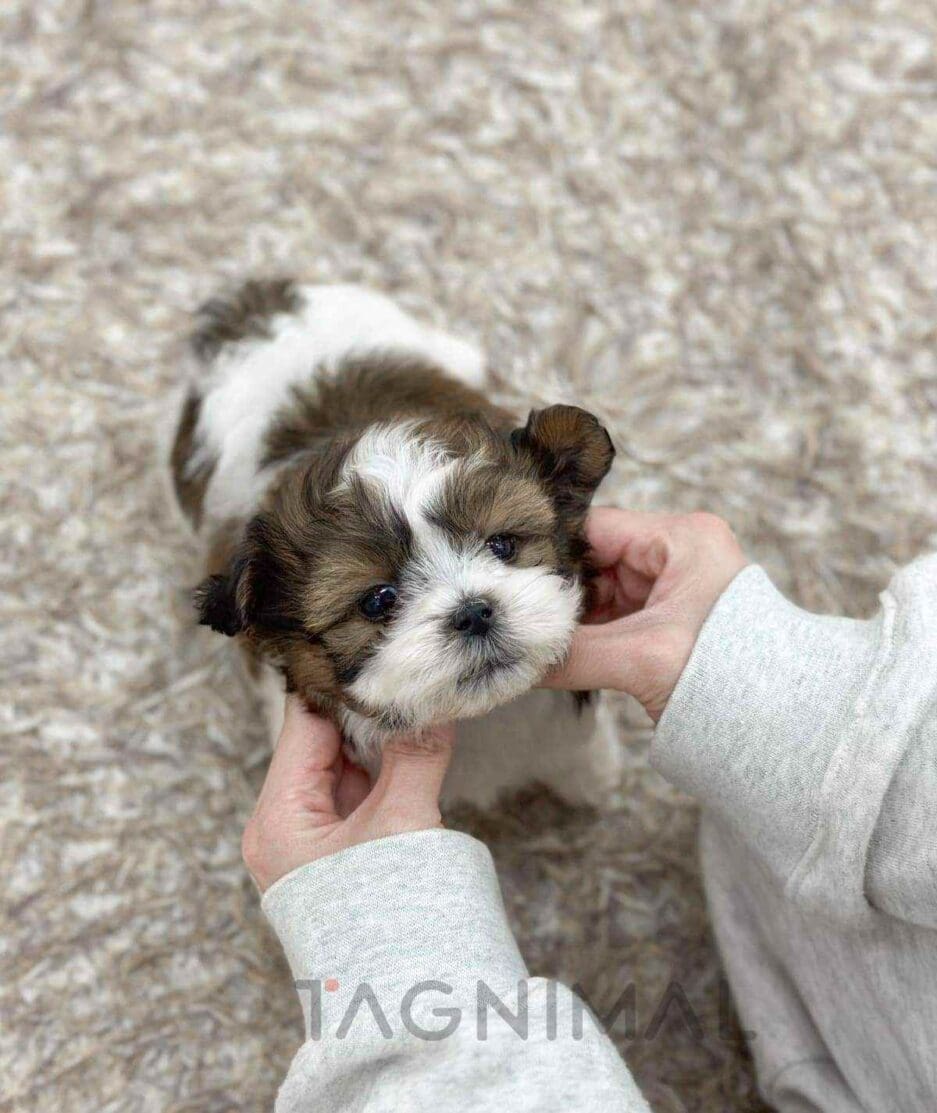 Malshi puppy for sale, dog for sale at Tagnimal