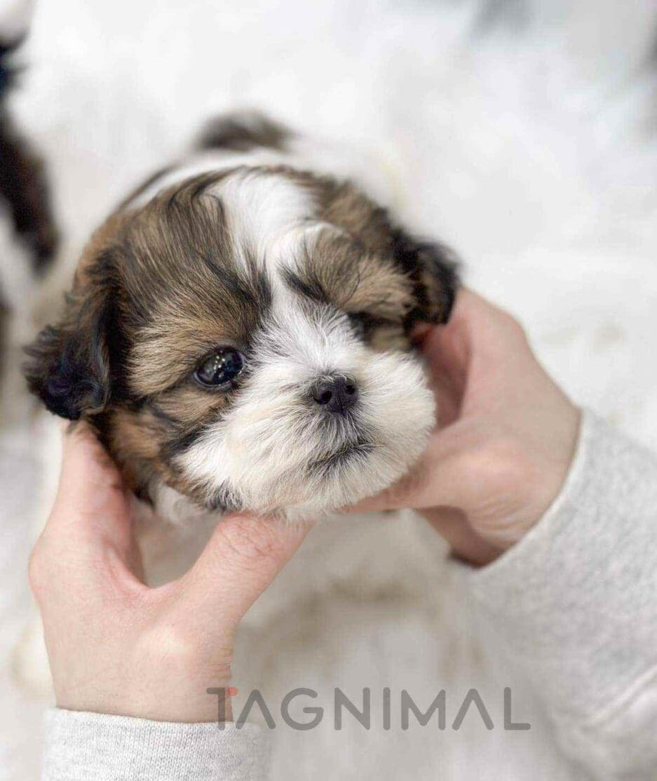 Malshi puppy for sale, dog for sale at Tagnimal