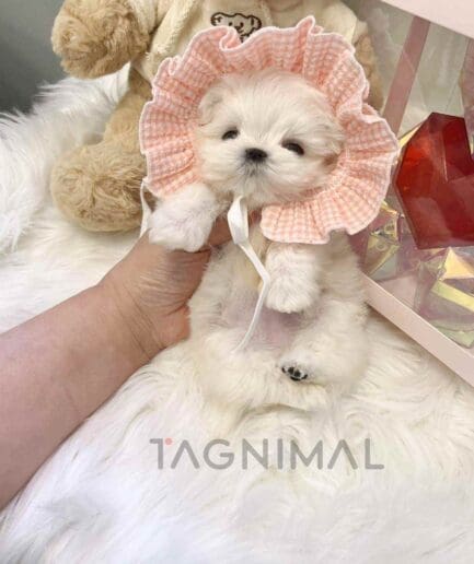 Maltese puppy for sale, dog for sale at Tagnimal