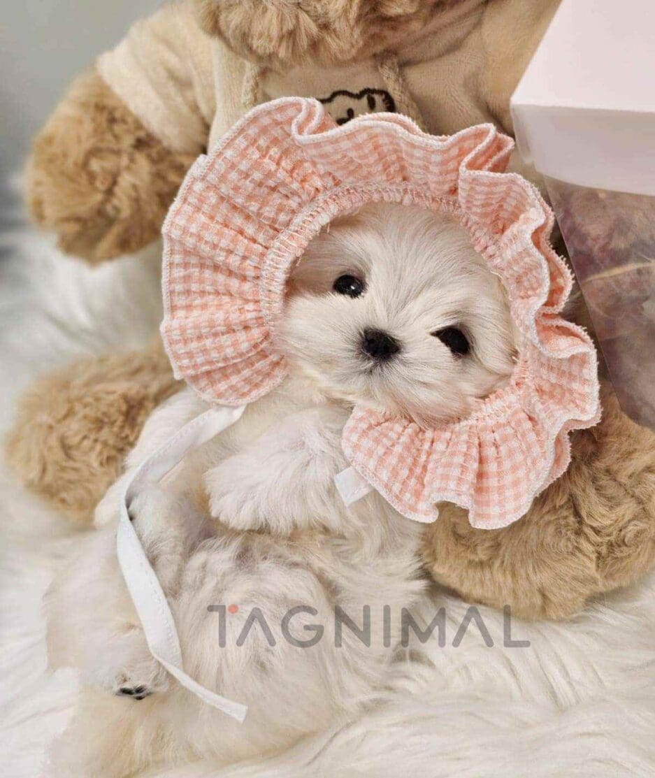 Maltese puppy for sale, dog for sale at Tagnimal