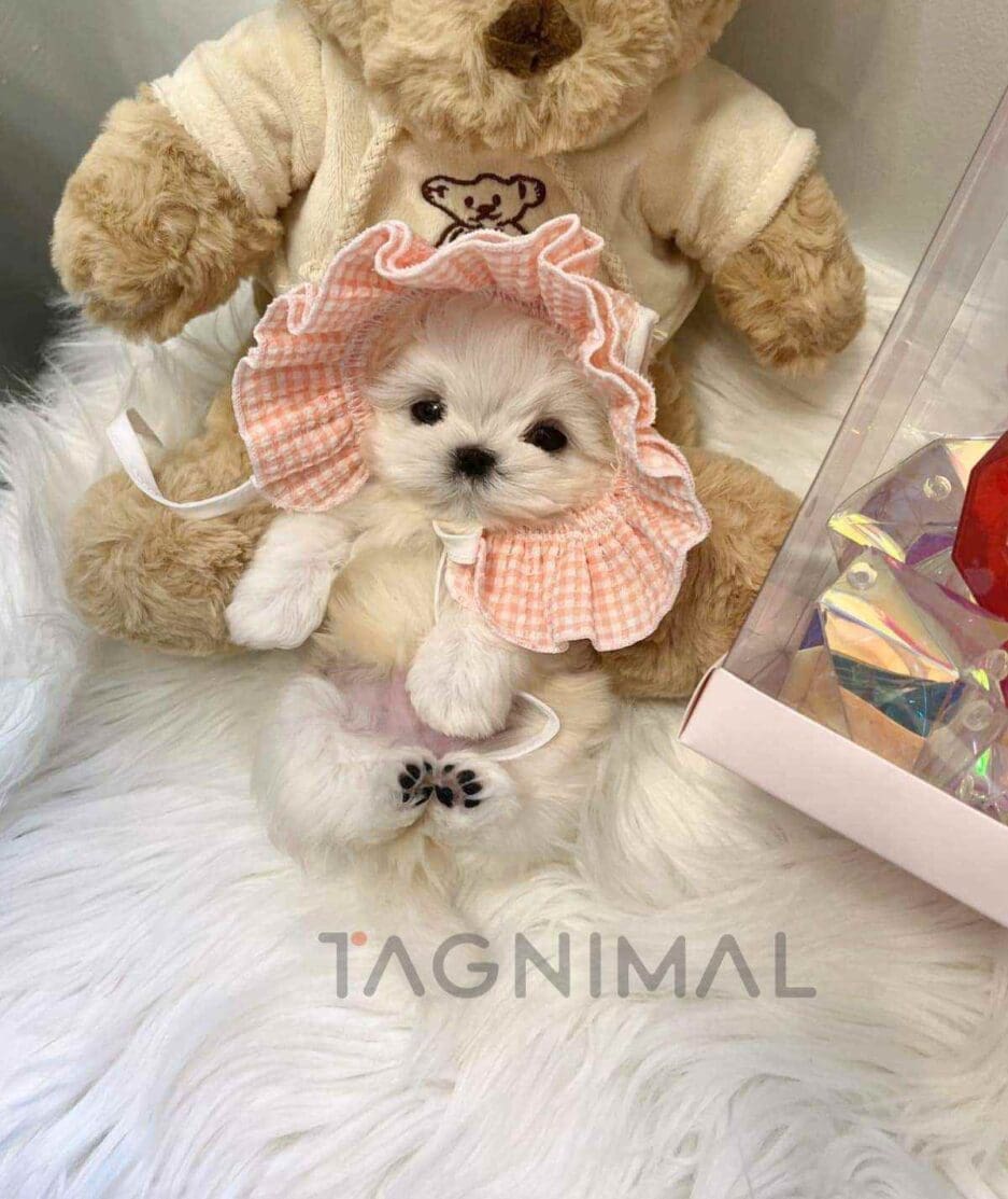 Maltese puppy for sale, dog for sale at Tagnimal