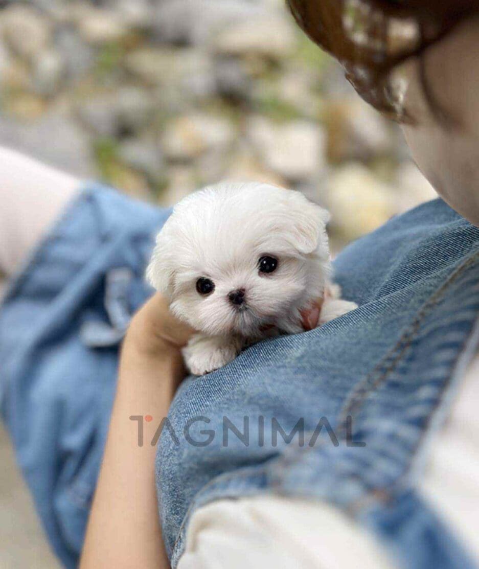 Maltese puppy for sale, dog for sale at Tagnimal