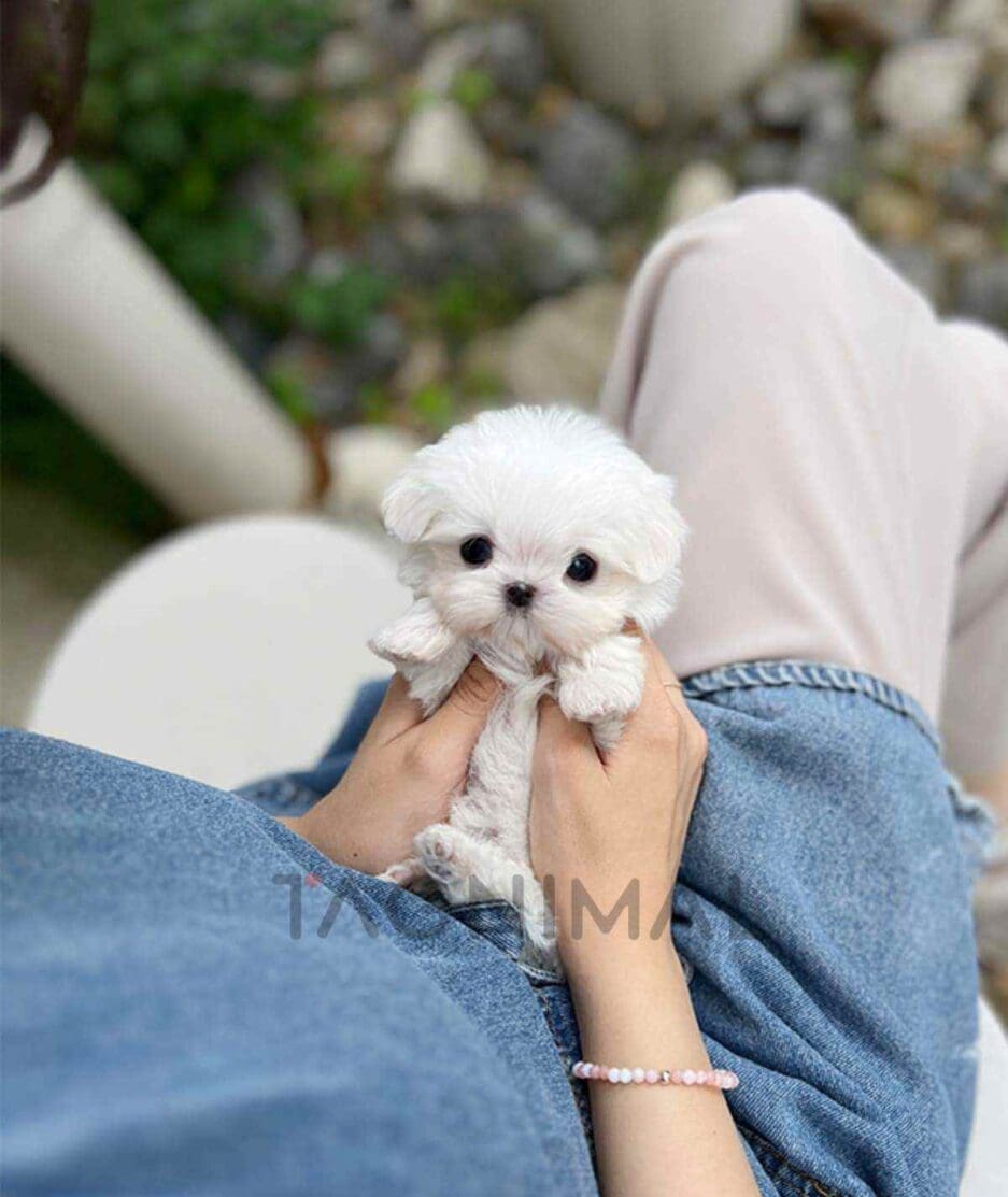 Maltese puppy for sale, dog for sale at Tagnimal