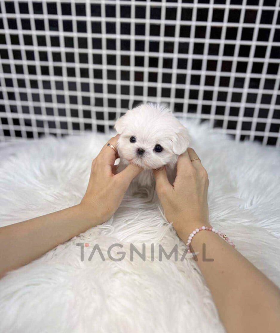 Maltese puppy for sale, dog for sale at Tagnimal