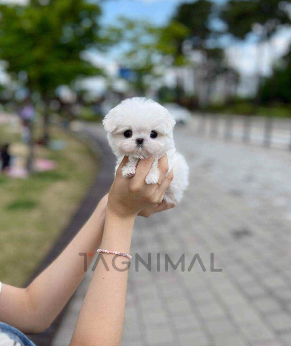 Maltese puppy for sale, dog for sale at Tagnimal