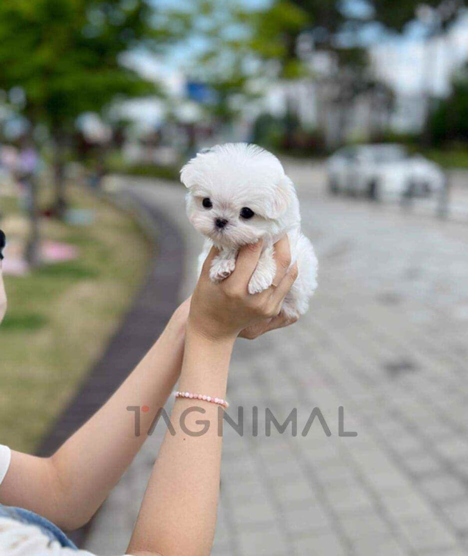 Maltese puppy for sale, dog for sale at Tagnimal