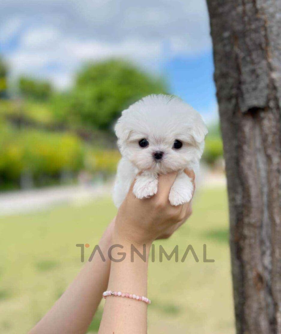 Maltese puppy for sale, dog for sale at Tagnimal