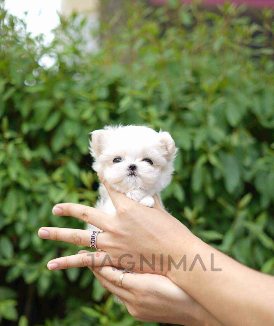 Maltese puppy for sale, dog for sale at Tagnimal