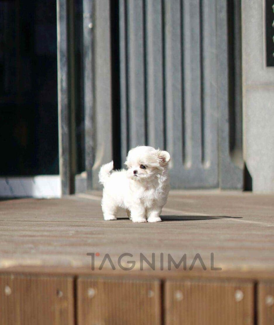 Maltese puppy for sale, dog for sale at Tagnimal