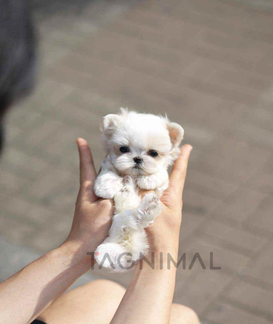 Maltese puppy for sale, dog for sale at Tagnimal